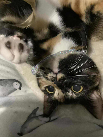 1 year old female cat