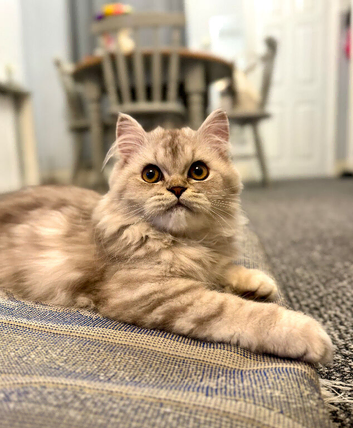 Kitten Looking for a Loving Forever Home