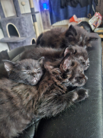 8 Week Old Kittens