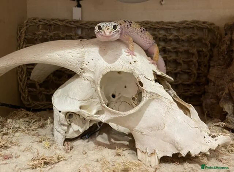 Leopard Gecko for Sale (Adult Female) &ndash; Extremely Tame & Friendly!