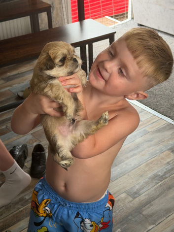 4 Gorgeous Shih Tzu boys available