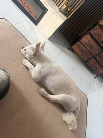 2xchuiahas be rehomed