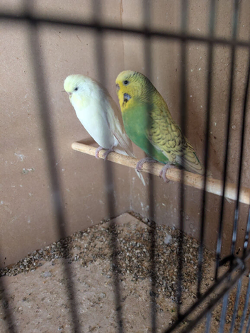 Budgies for sale