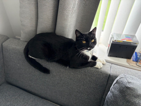 Loving Homes Needed for Our Much-Loved Cats
