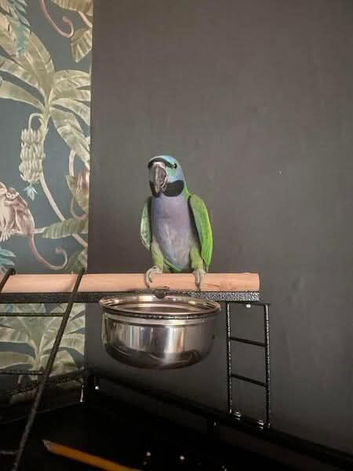 Female lord derbyham for rehoming