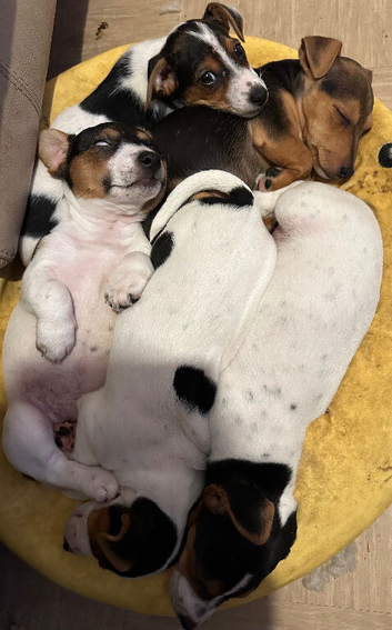 4 x Jack Russell Puppies