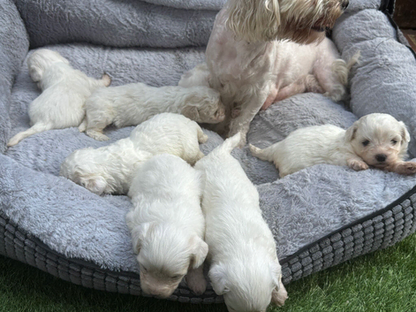 Beautiful Bichon Frise x Maltese Puppies