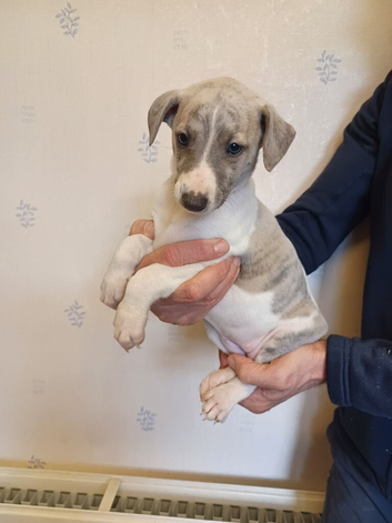 Beautiful Whippet Puppies