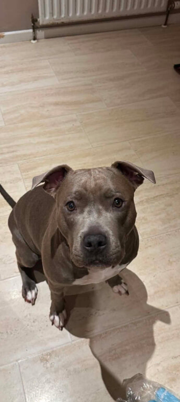 American bully 5 yrs old female
