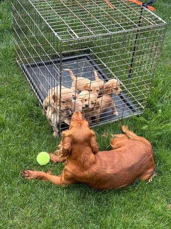7 beautiful show cocker spaniels