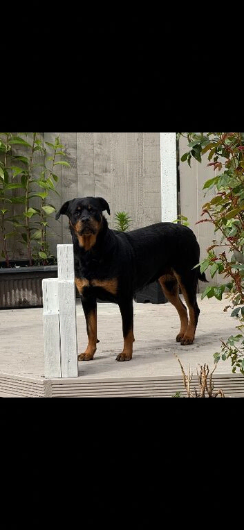 Rottweiler puppies