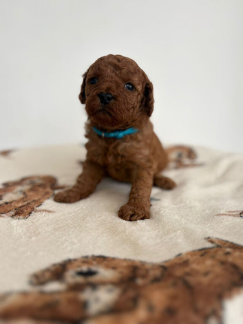 Beautiful Cavapoo puppies