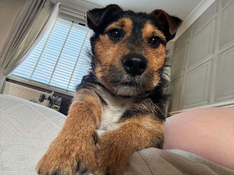rehoming