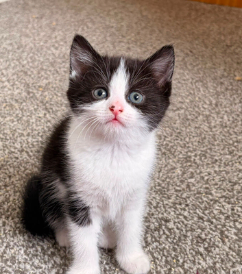 2 stunning black and white Kittens Left