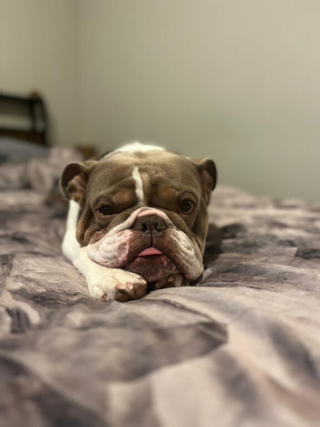 5 Year old bulldog