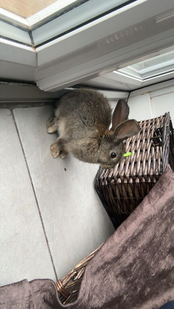 Cola, Rabbit for sale.