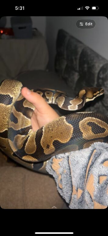 royal python