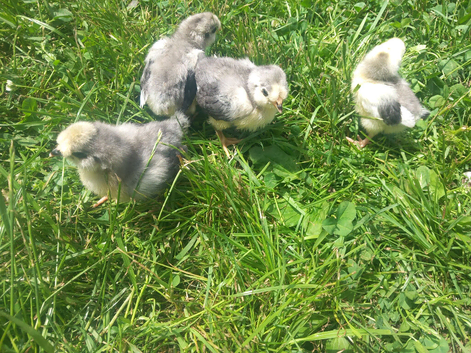4x Aracuna chicks