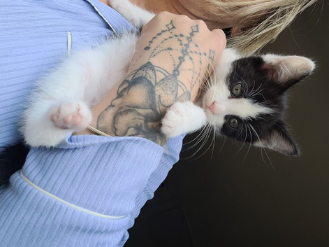 Mix fur kittens