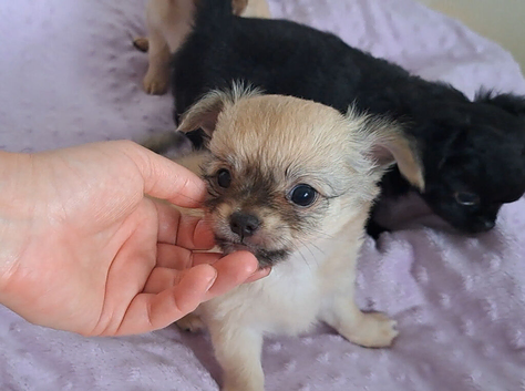 Ready 9th July long coat chihuahua boys