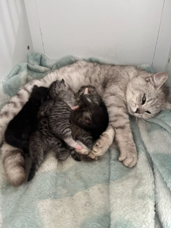 Bengal cross kittens