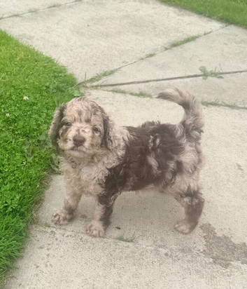 Cockapoo Puppies last one