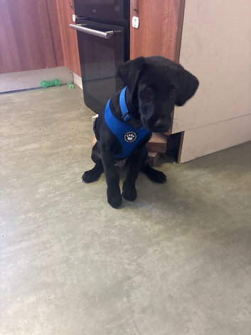 12 week old Boy Black lab for sale