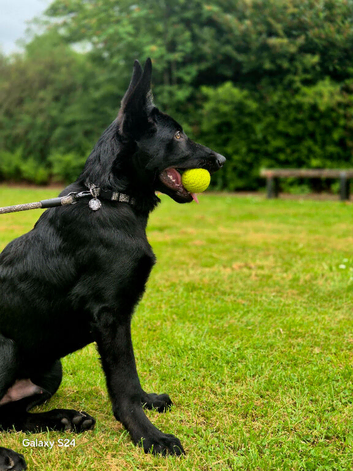 Beautiful Black German Shepherd