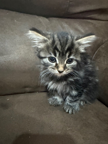 Fluffy kittens for sale
