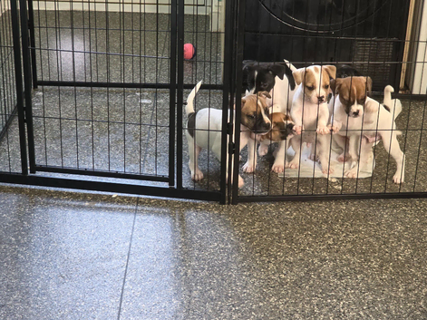 Frenchy cross jack Russell Terriers