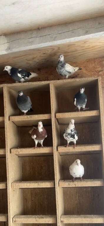 Roller pigeons