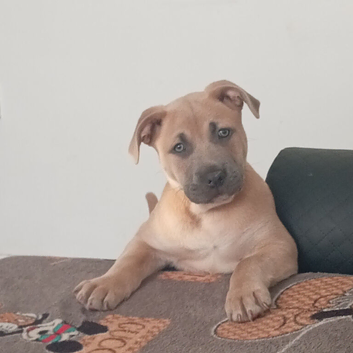 Presa Canario mix acita