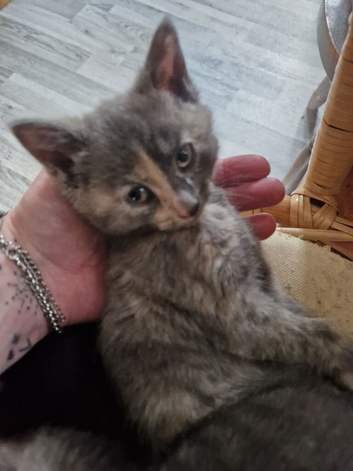 4 female kittens