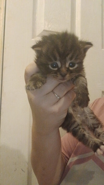 Beautiful cross kittens