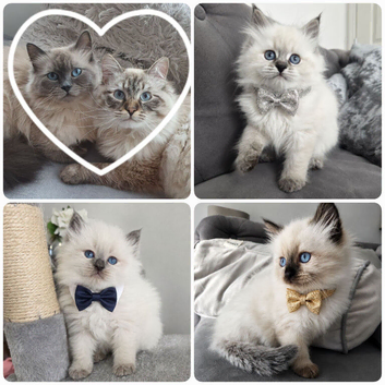 Champion bloodline siberians