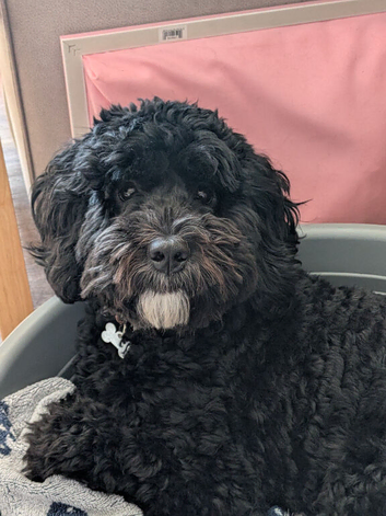 9 month old male Lhasapoo for sale