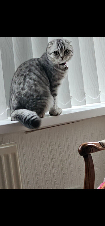 Scottish earfold