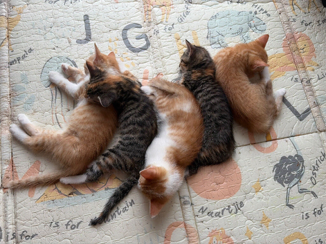 Kittens need a forever home