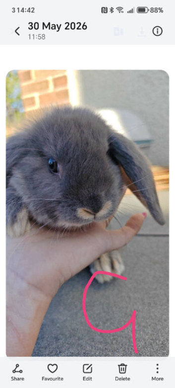 Pure Bred Mini Lops