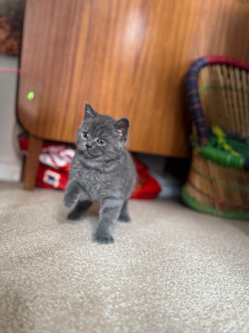 British Blue Shorthair Male