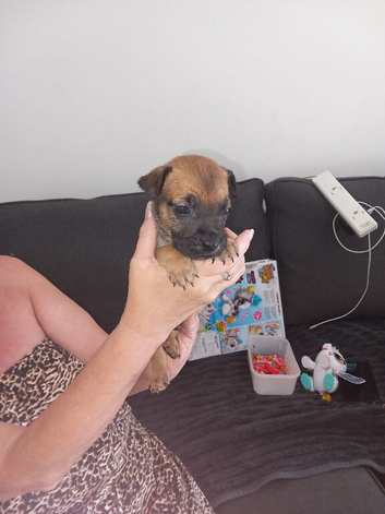 Belgian Malinois standard bully