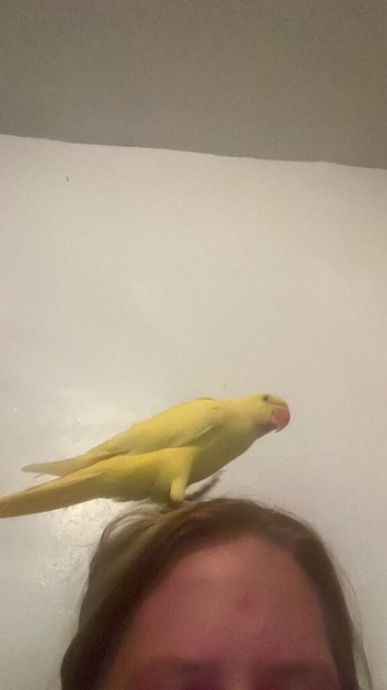 Beautiful female ringneck