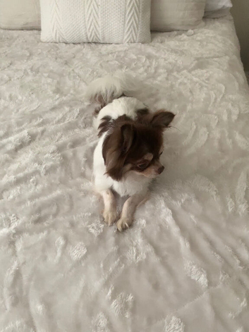 Stunning Chocolate, Tan & White Long-Haired Chihuahua - Sheffield