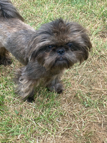 Stud only Small Imperial Blue Shih Tzu Stud KC Reg in Bristol