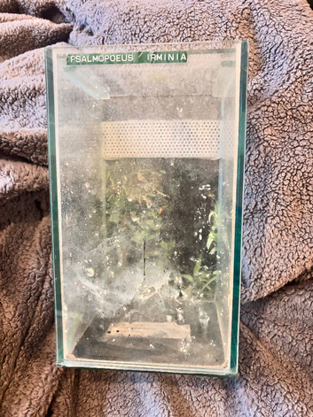 Glass spider enclosure