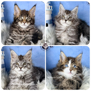 TICA registered adorable Maine coon kittens