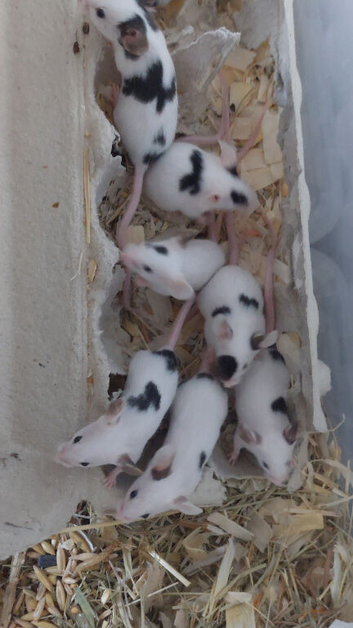 Fancy Mice - red brokens, black brokens & agouti brokens. Males only.