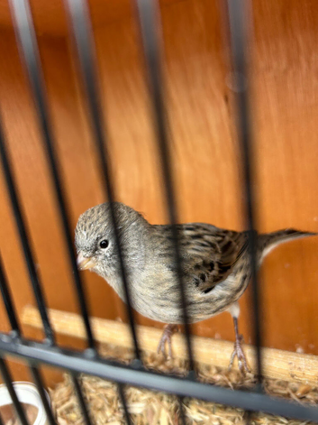 Canaries