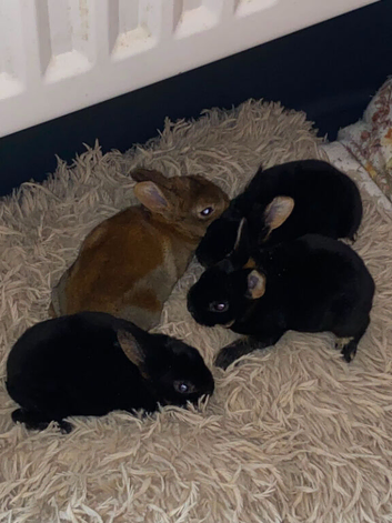 REX BABY RABBITS X 3