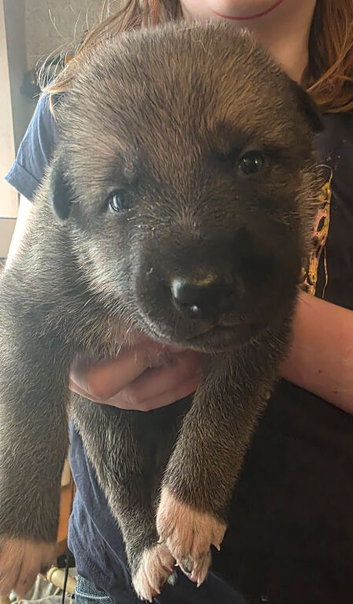 Tamaskan Puppies